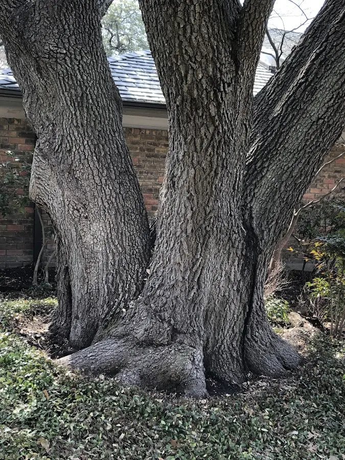 Mature heritage tree close to a Huxley property cared for by certified arborists